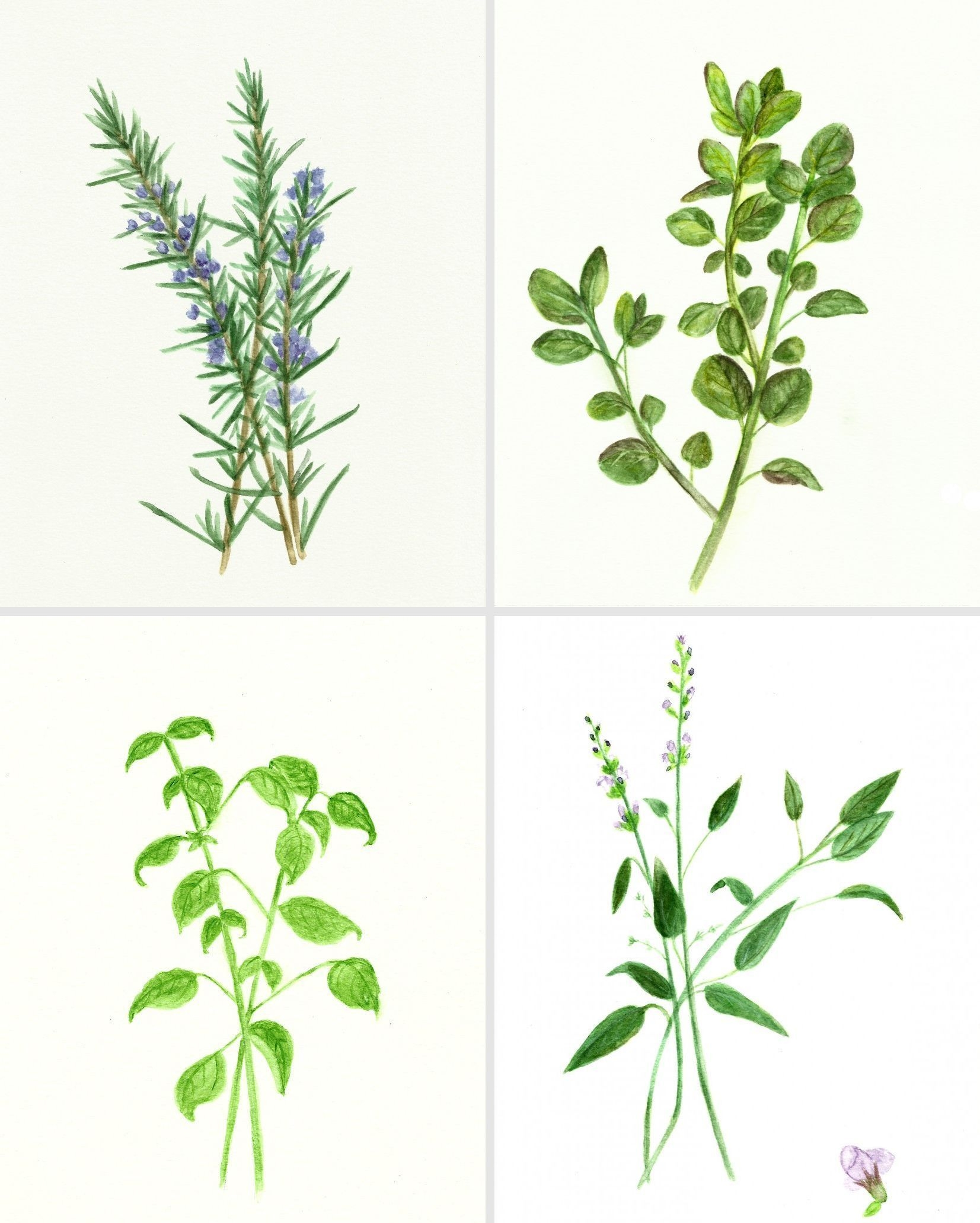 11 Pictures Of Herbs 