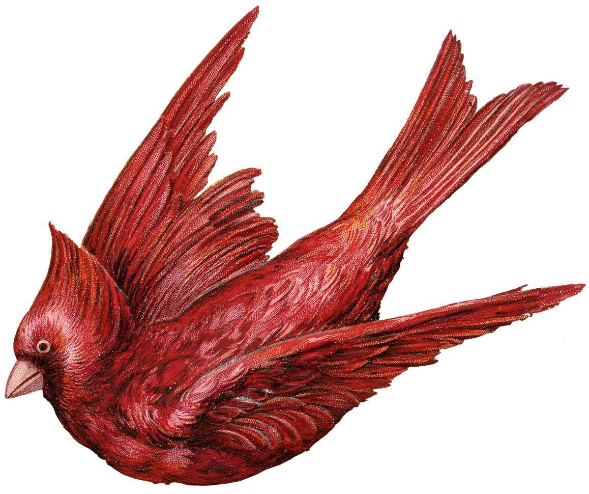 12 Cardinal Pictures Beautiful Birds The Graphics Fairy