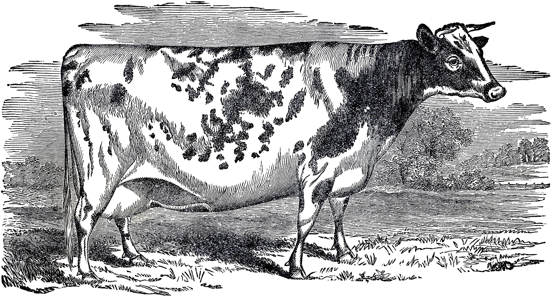 14 Cow Clipart Images Cow Prints The Graphics Fairy