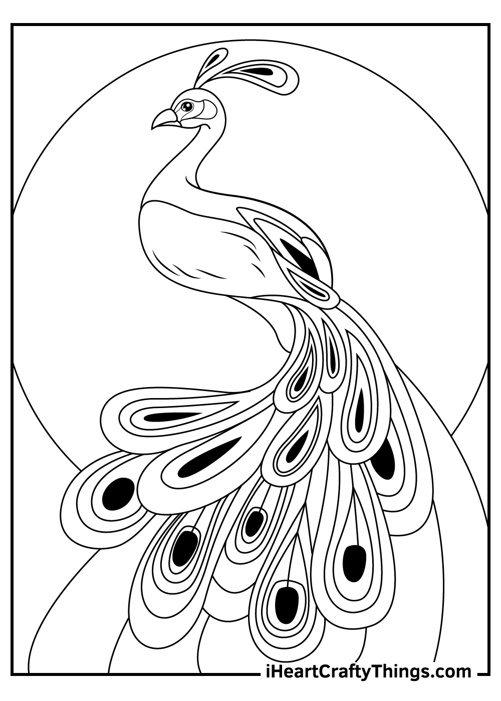 Free Printable Peacock Pictures