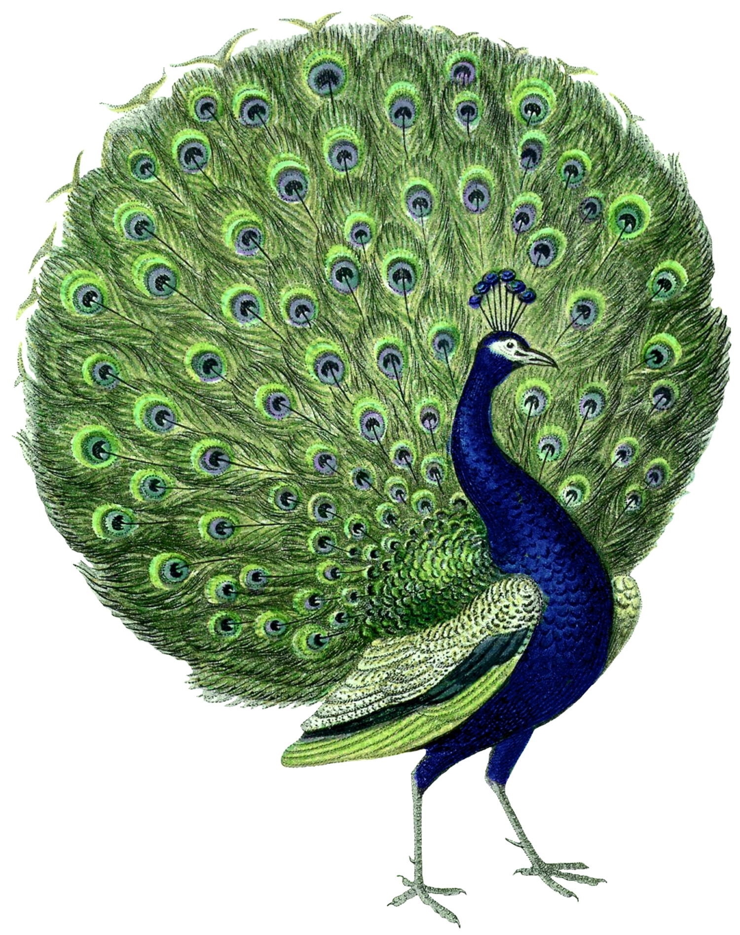 23 Free Peacock Images Fabulous The Graphics Fairy