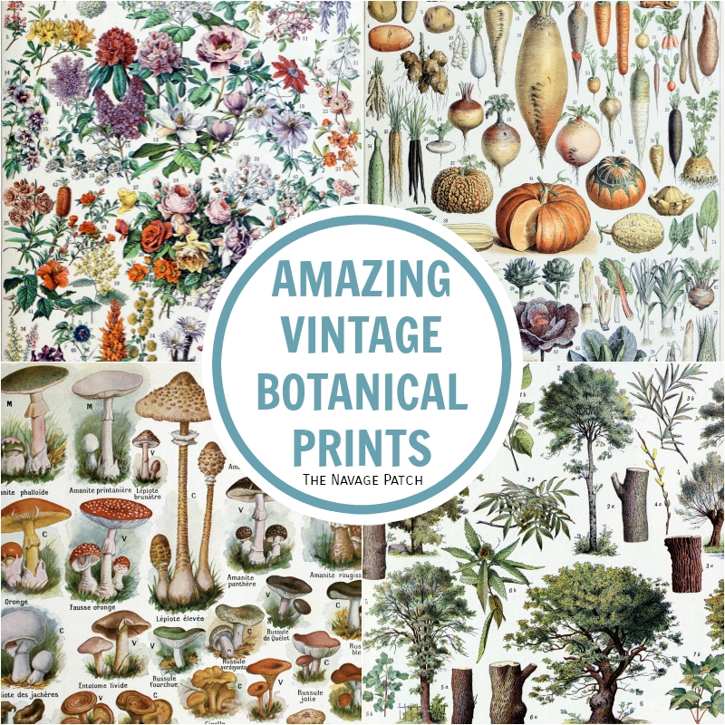 Amazing FREE Vintage Botanical Prints The Navage Patch