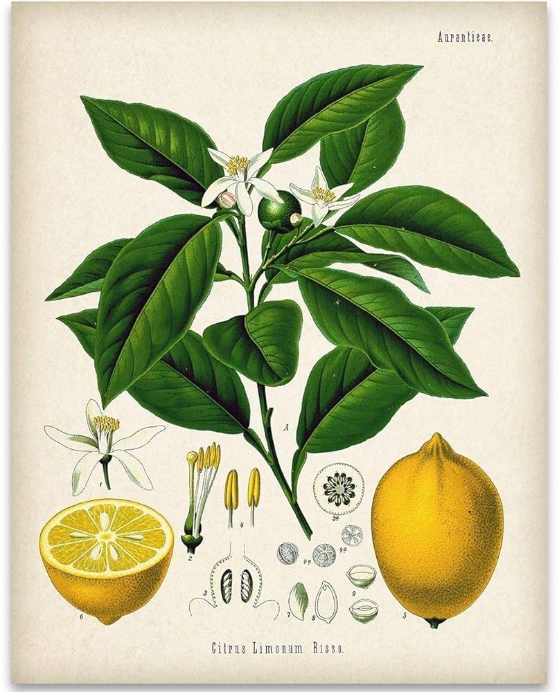 Amazon Lemon Citrus Botanical Illustration Great Kitchen Poster Farmhouse Decor Dining Room And Kitchen Decoration Vintage Wall Decor Lemon Tree Print 11x14 Unframed Art Print Poster Home Kitchen