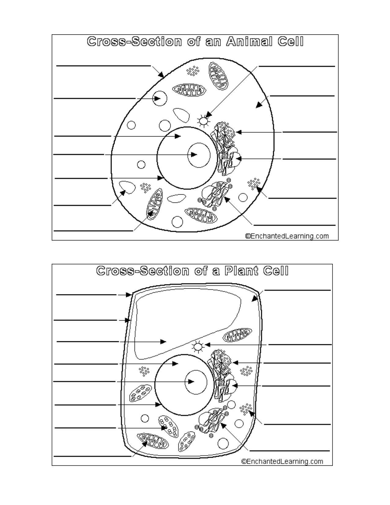 Animal And Plant Cell Worksheets Printable