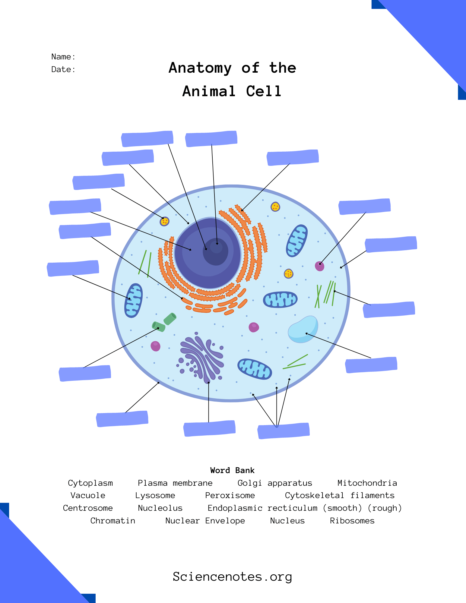 Free Printable Cell Worksheet
