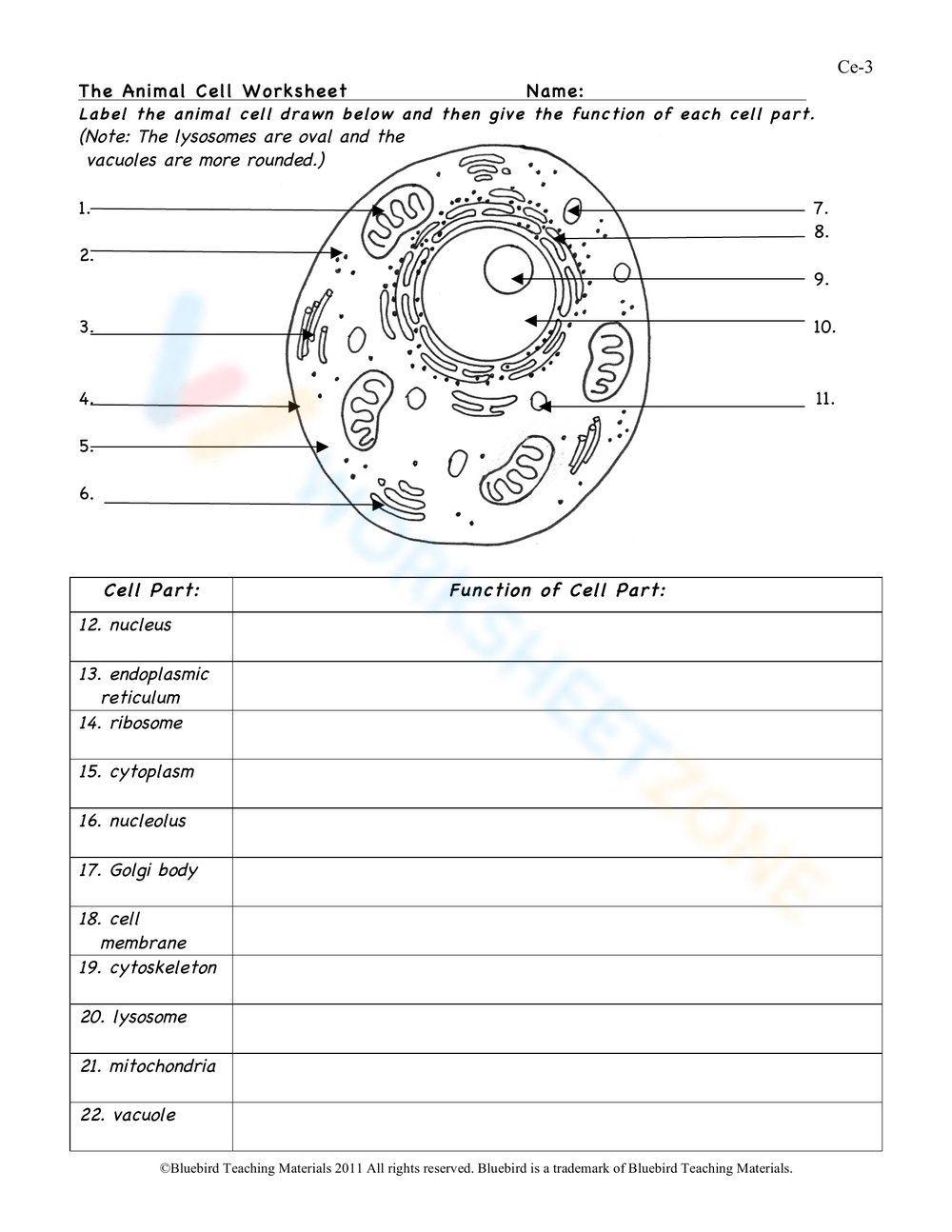 Animal Cell Worksheets 2024