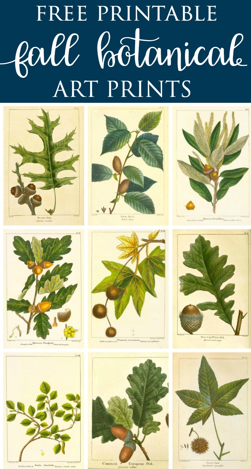 Free Printable Botanical Prints