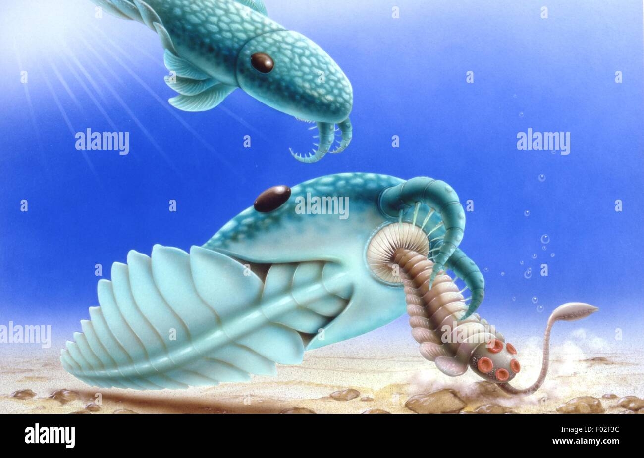Cambrian Period Fossil Hi res Stock Photography And Images Alamy