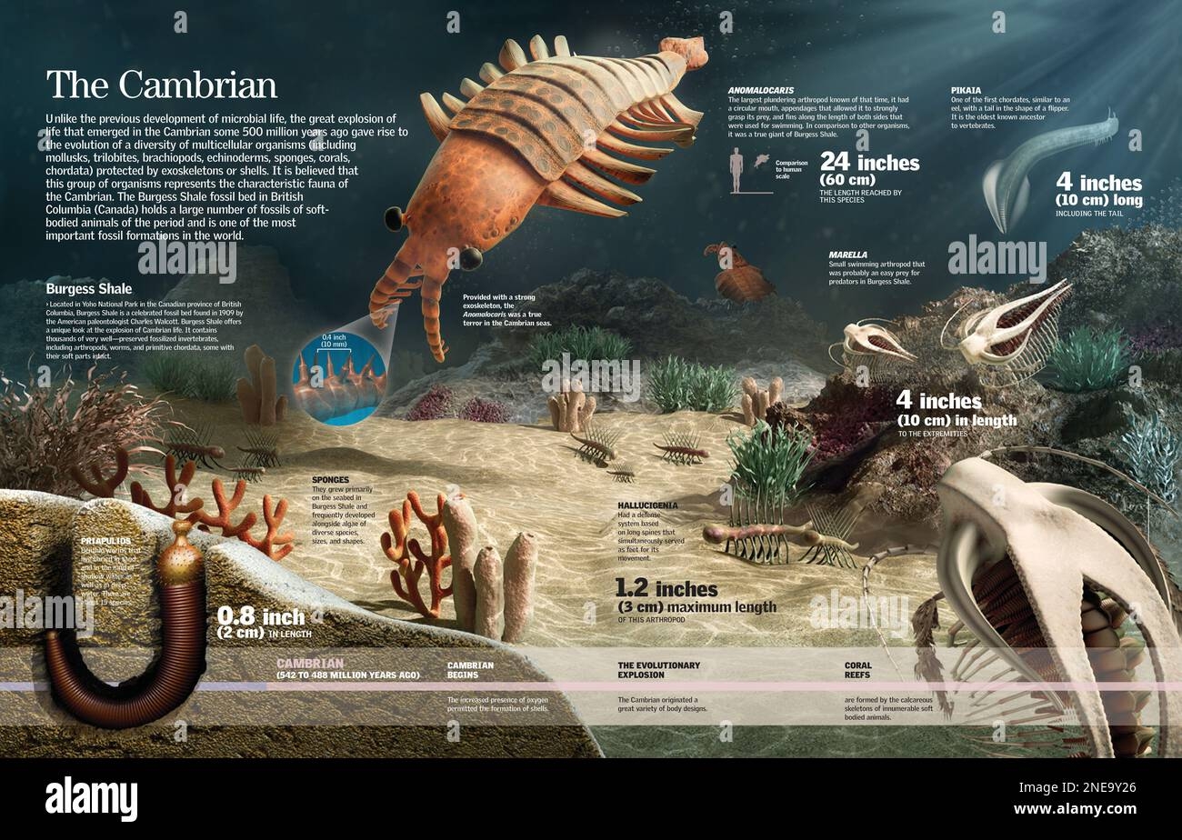 Cambrian Period Hi res Stock Photography And Images Alamy