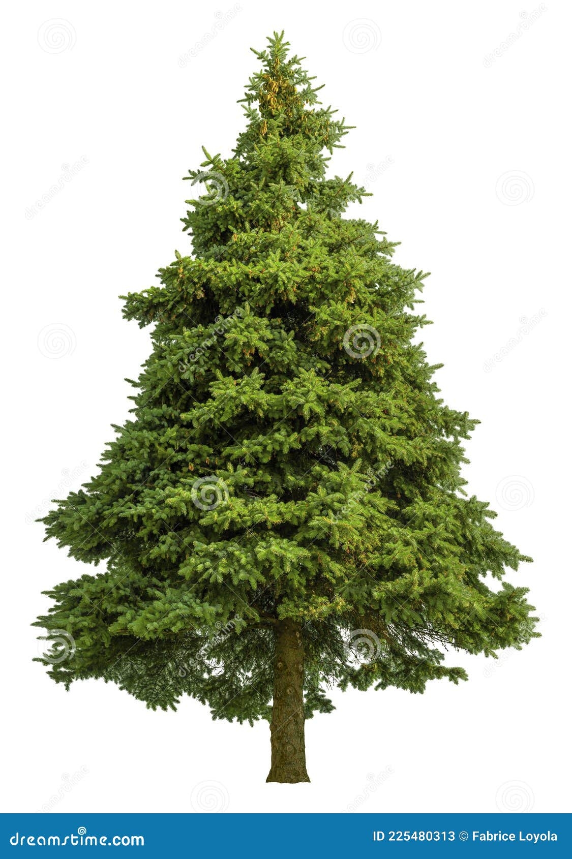 Cutout Pine Tree Conifer Isolated On White Background Stock Image Image Of Cedar Natural 225480313