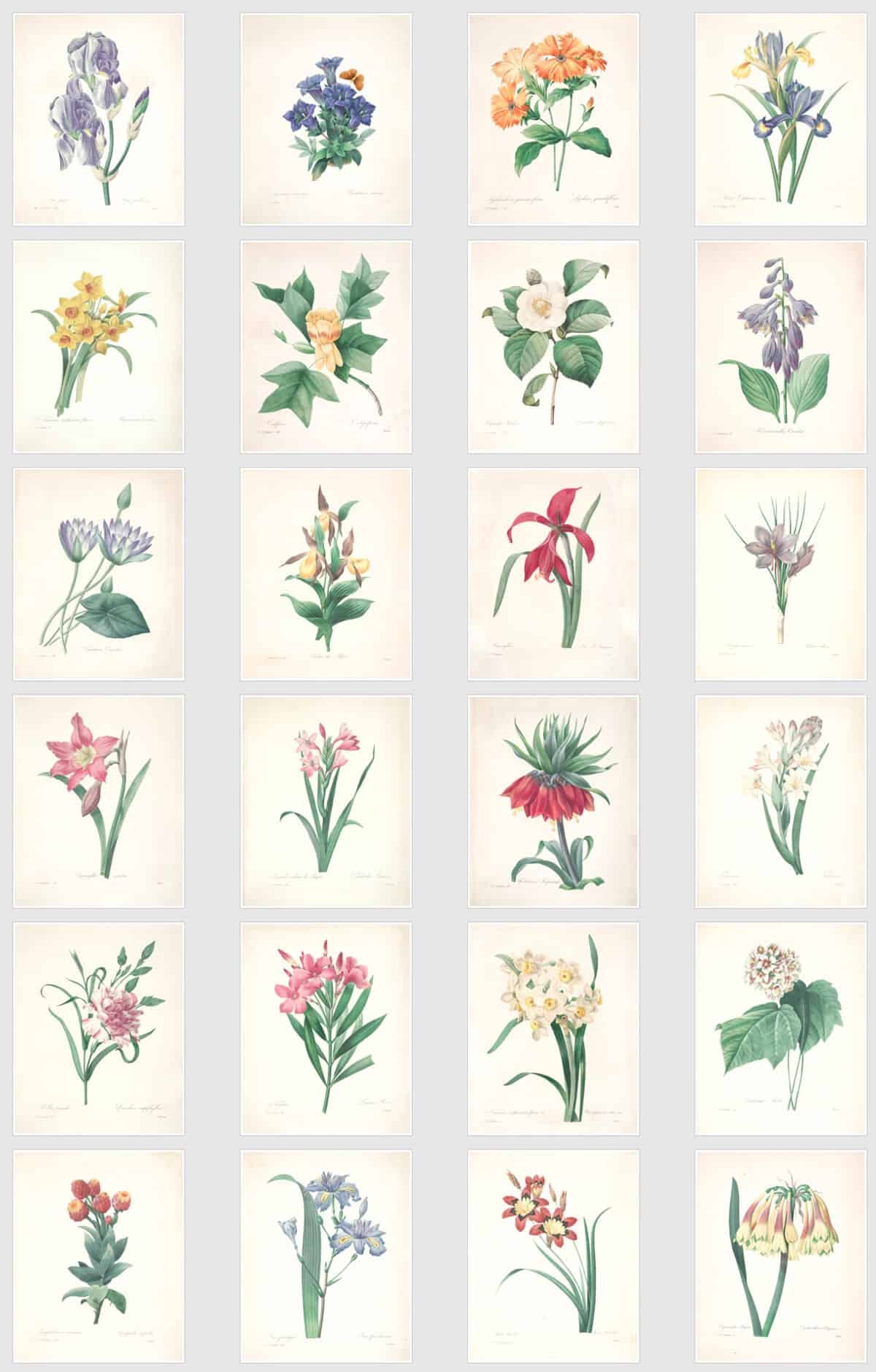Free Botanical Printable Illustrations
