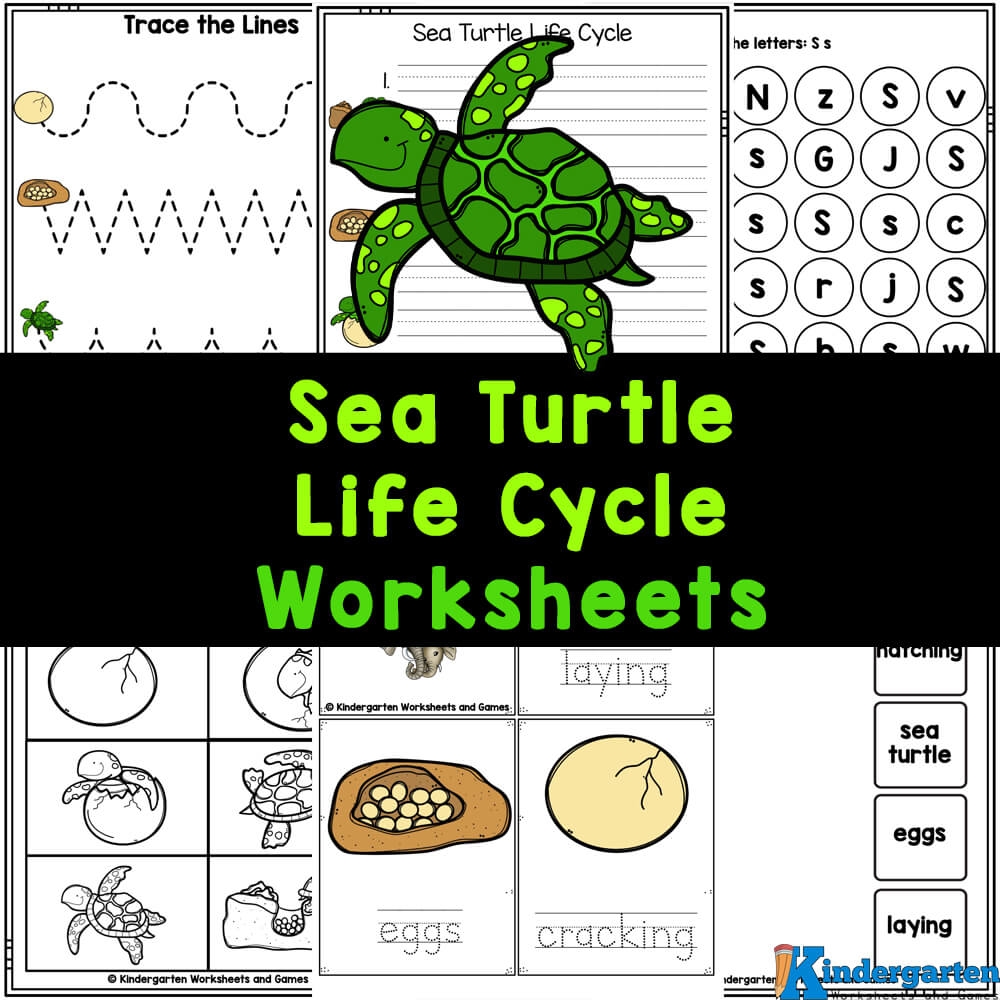 FREE Life Cycle Of A Sea Turtle Printable Worksheets