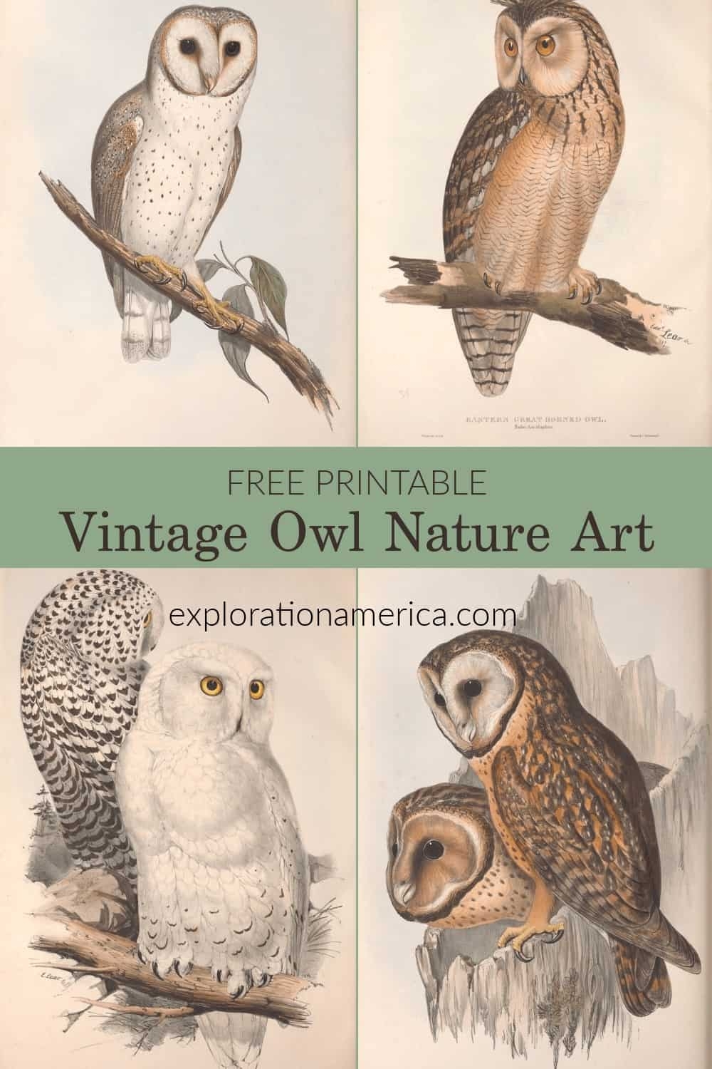 Free Printable Owl Pictures