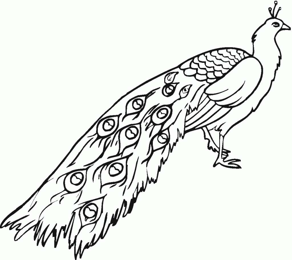 Free Printable Peacock Coloring Pages For Kids