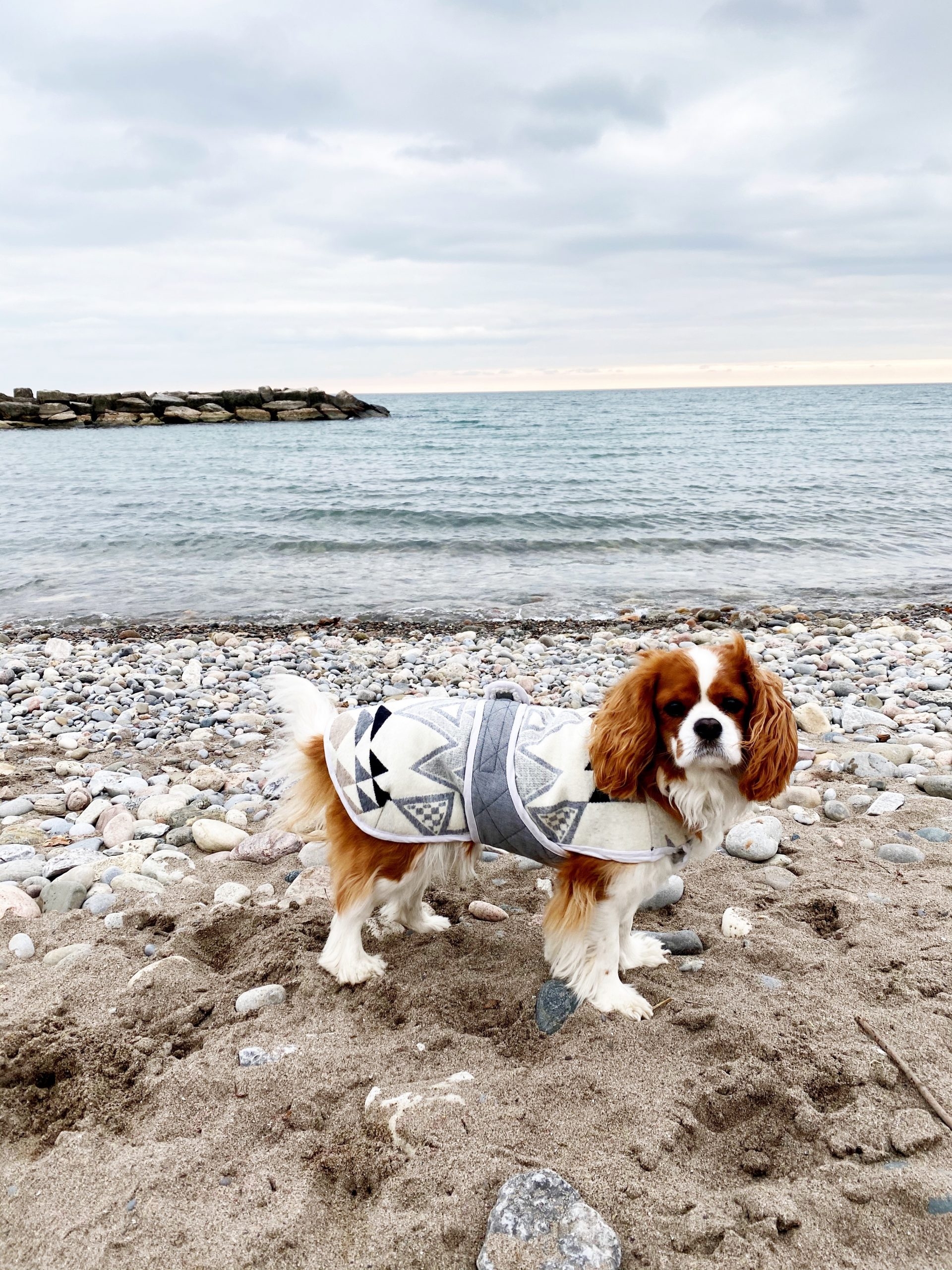 Free Printable Dog Clothes Pattern