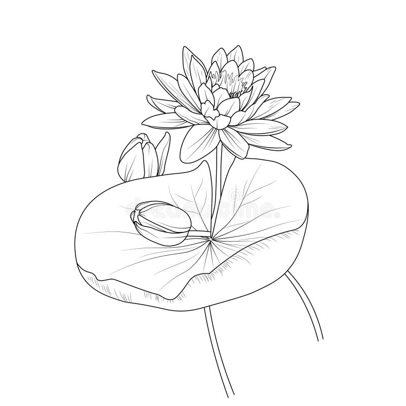 Lotus Flower Coloring Pages Printable Lotus Flower Coloring Pages Outline Printable Lotus Flower Realistic Lotus Flower Drawing Stock Vector Illustration Of Artwork Stencil 281939369