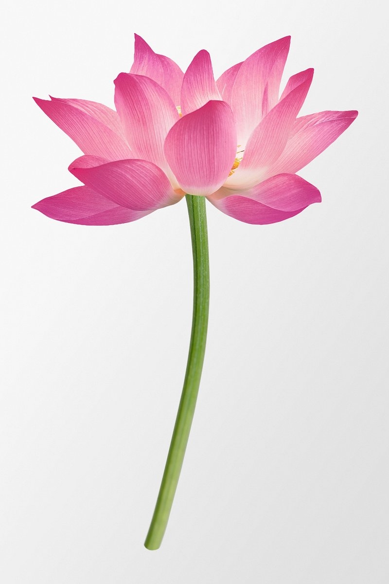 Lotus Flower Printable Graphic Images Free Photos PNG Stickers Wallpapers Backgrounds Rawpixel