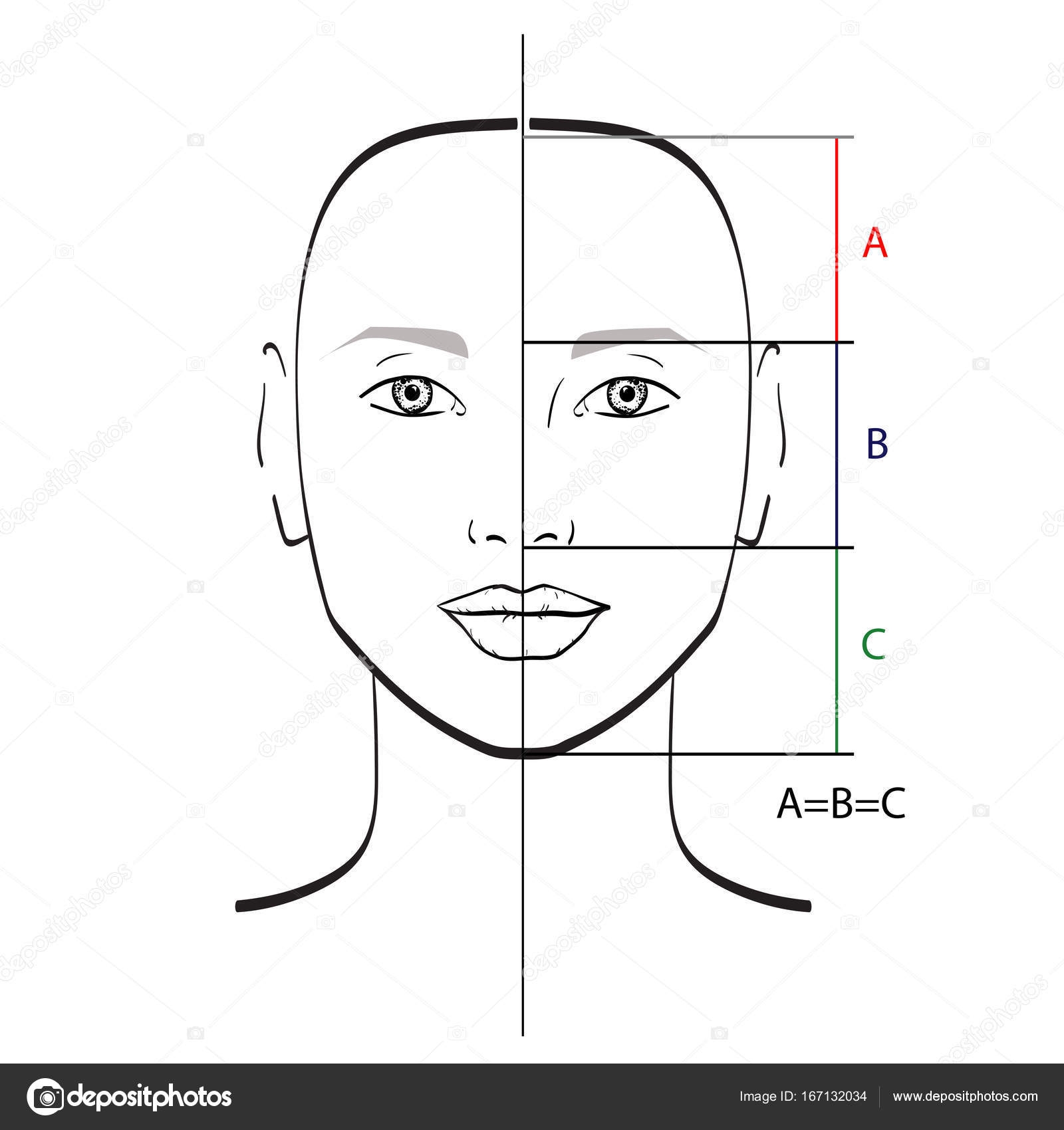 Perfect Face Proportions Template Vector Illustration Stock Vector By melanjurga 167132034