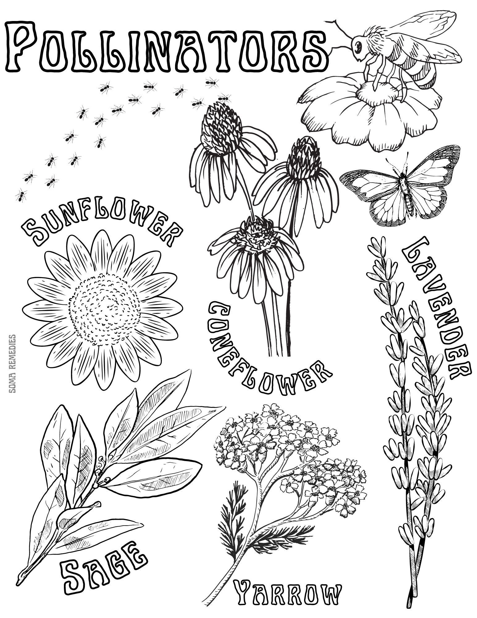 Pollinators Coloring Page Herb Plant Coloring Page Homeschooling Backyard Nature Inspired Coloring Page Pollinator Bugs Etsy