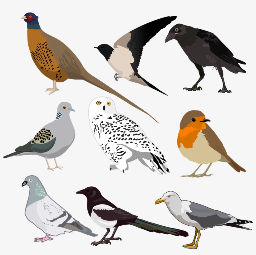 Printable Bird Stickers Free Transparent PNG Download PNGkey