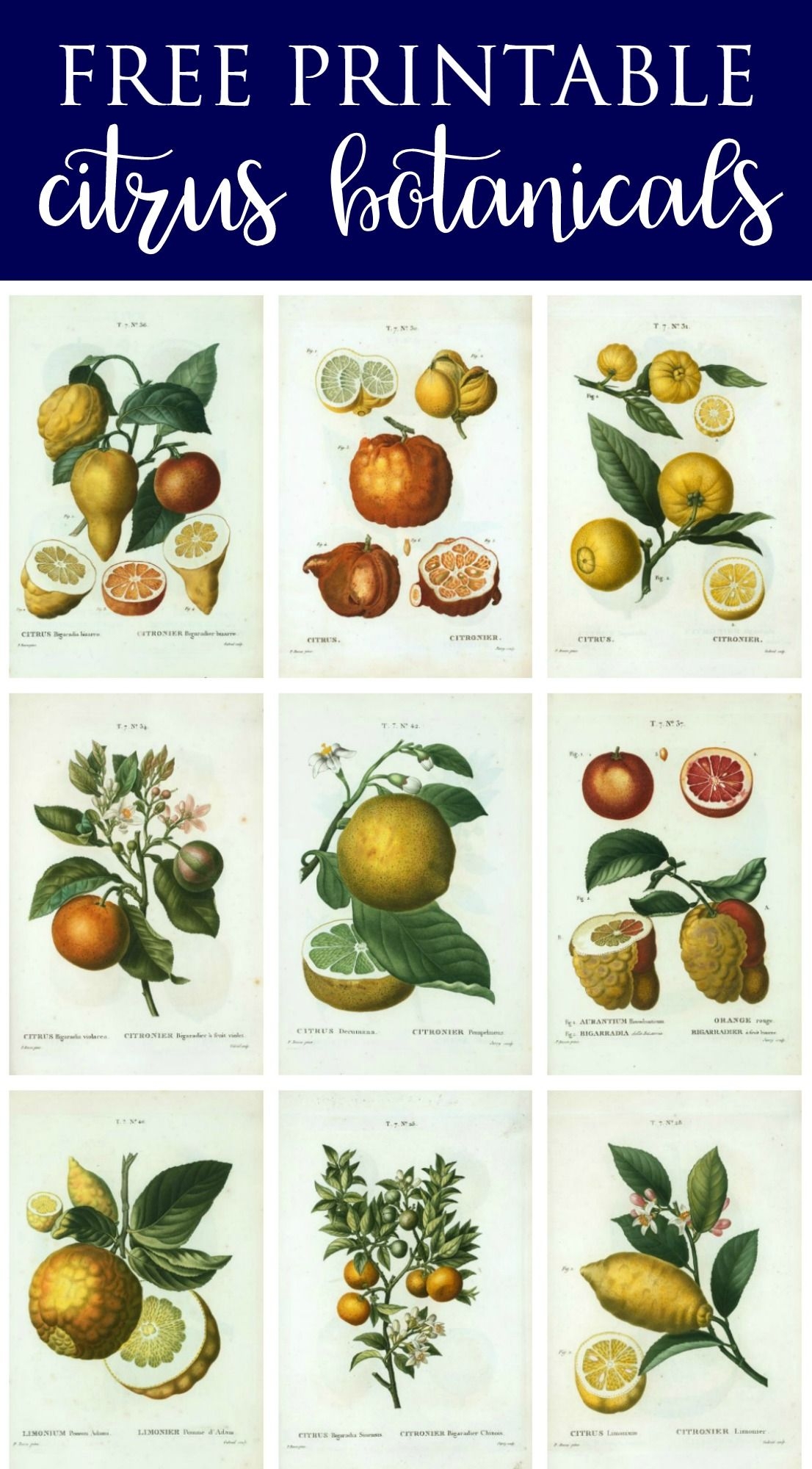 Spring Botanical Art Free Printables Of Lemon Botanical Print Wall Art