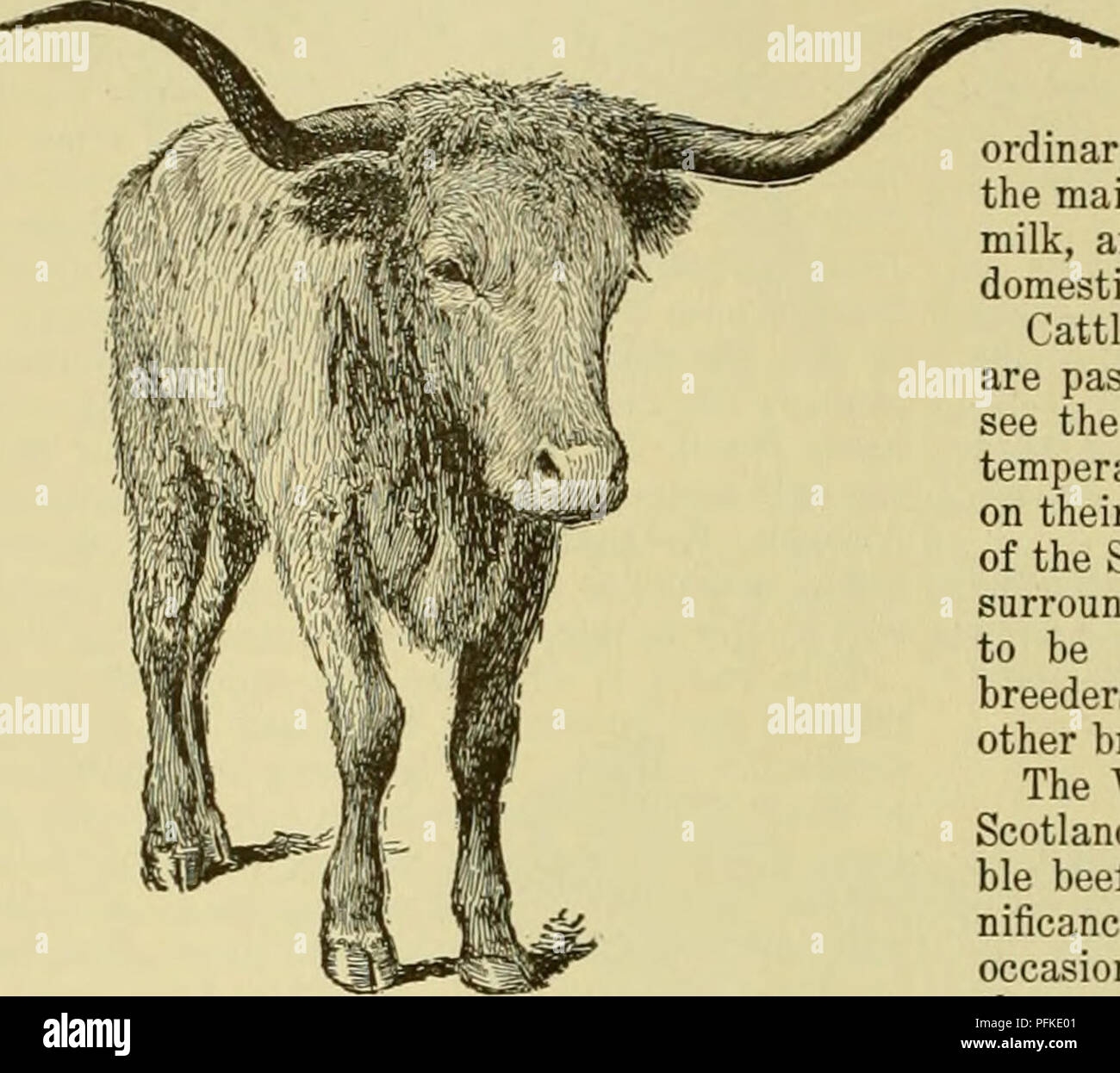Texas Longhorn Black And White Hi res Stock Photography And Images Page 2 Alamy