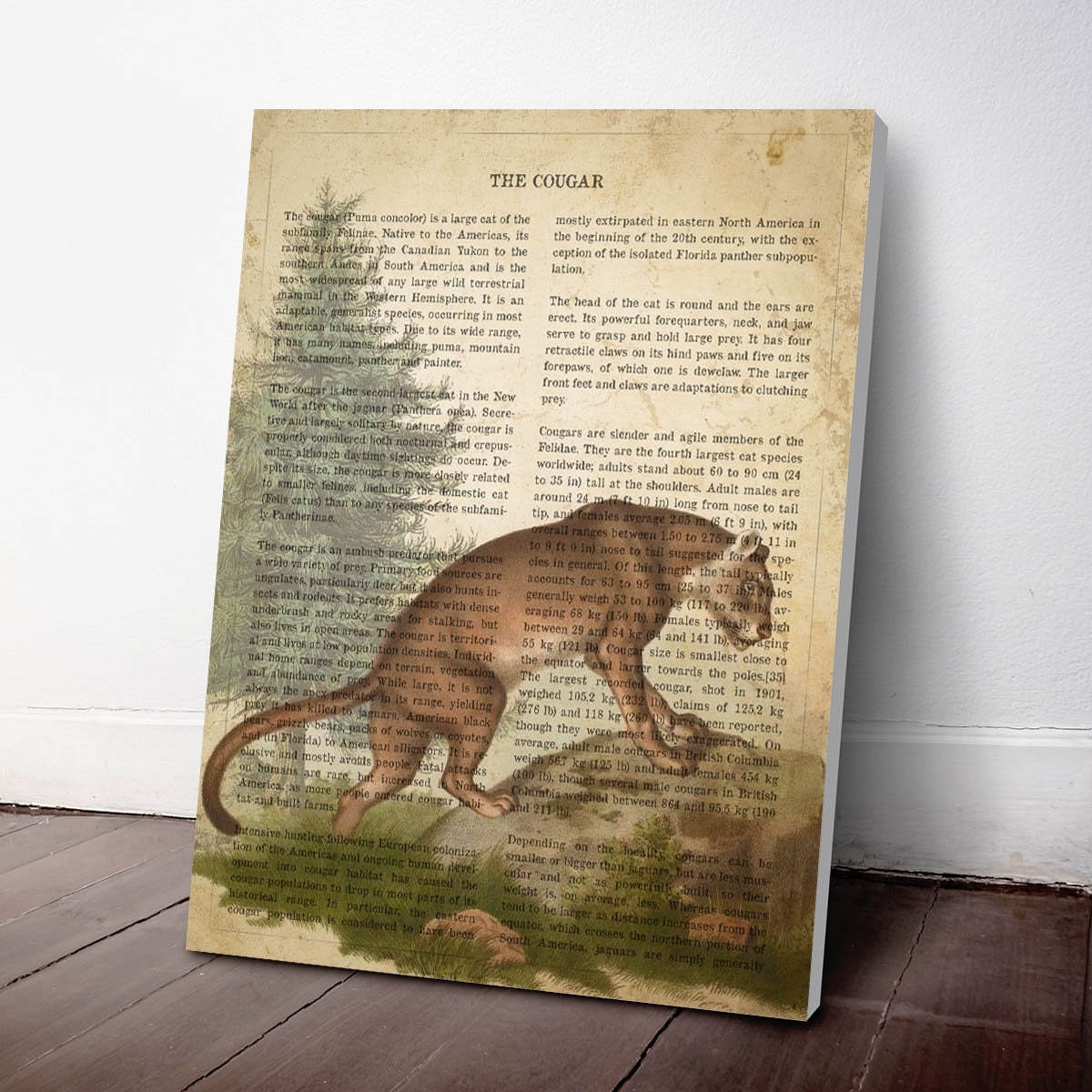 Vintage Cougar Print Safari Painting Mountain Lion Illustration Puma Art Antique Natural History Drawing Zoo Animals Etsy