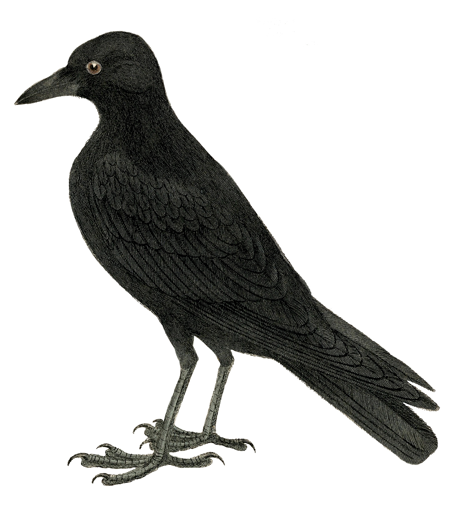 12 Crow Clipart Vintage Pictures The Graphics Fairy