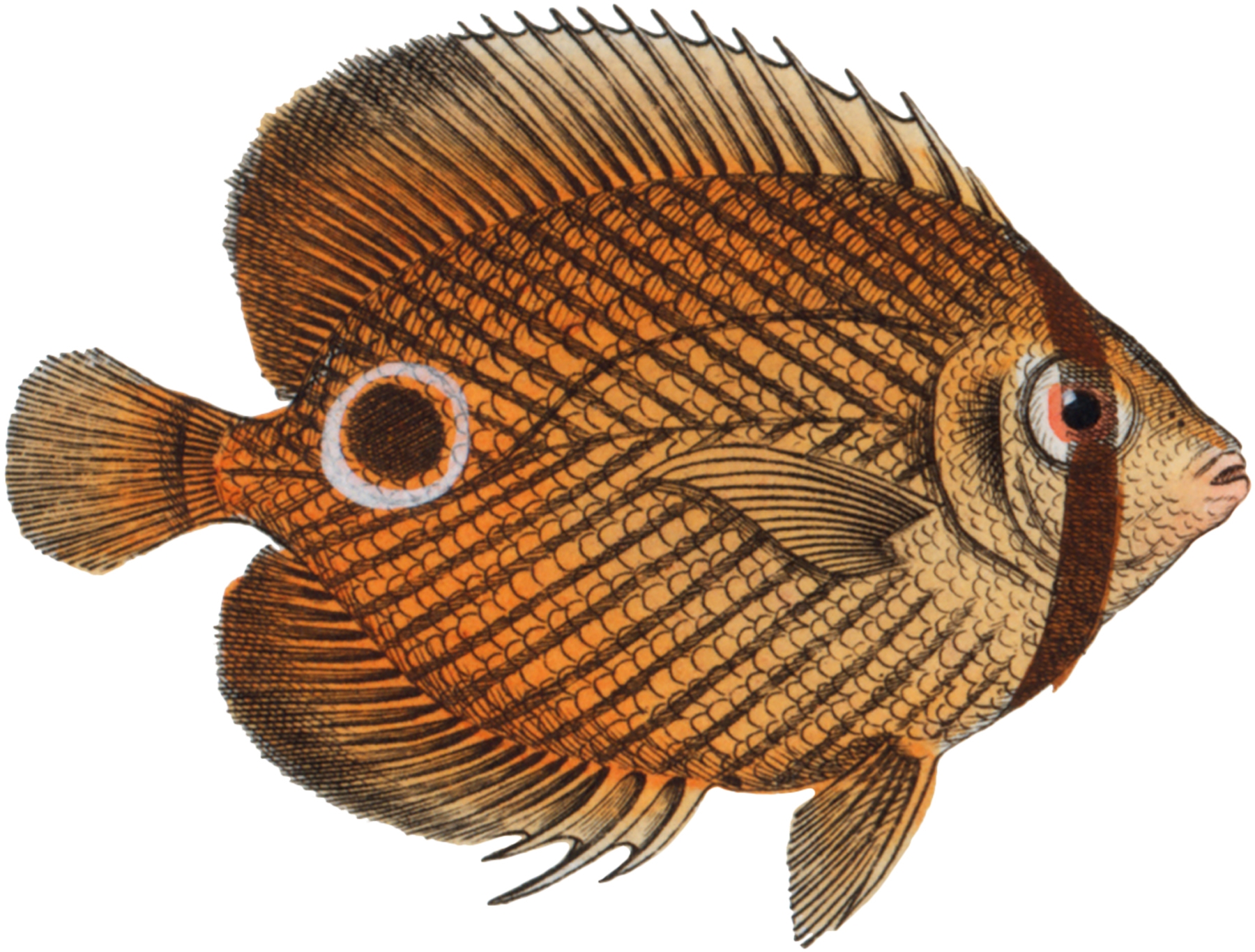 25 Free Fish Clipart The Graphics Fairy