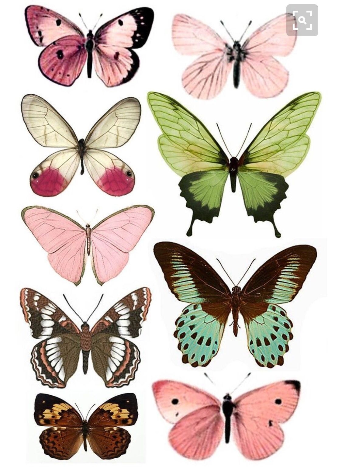 600 Printables Butterflies Ideas In 2024 Printables Vintage Printables Embroidery Patterns