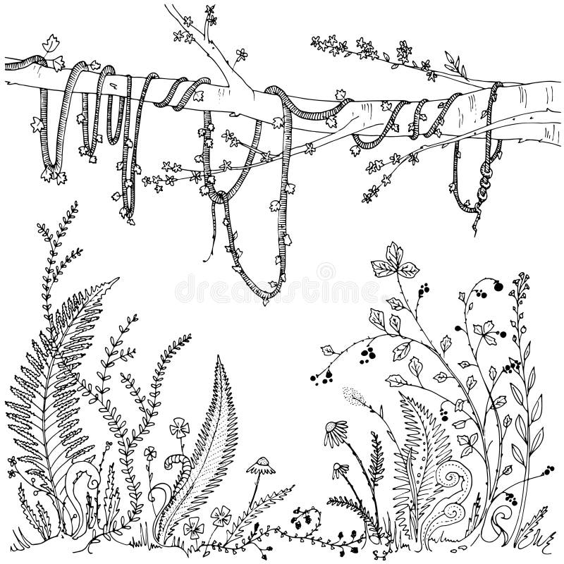 Ferns Flowers Vines And Berries In A Forest Dense Vegetation Printable Coloring Page For Adults Anti stress Activity EPS 10 Stock Vector Illustration Of Bloom Black 70867918