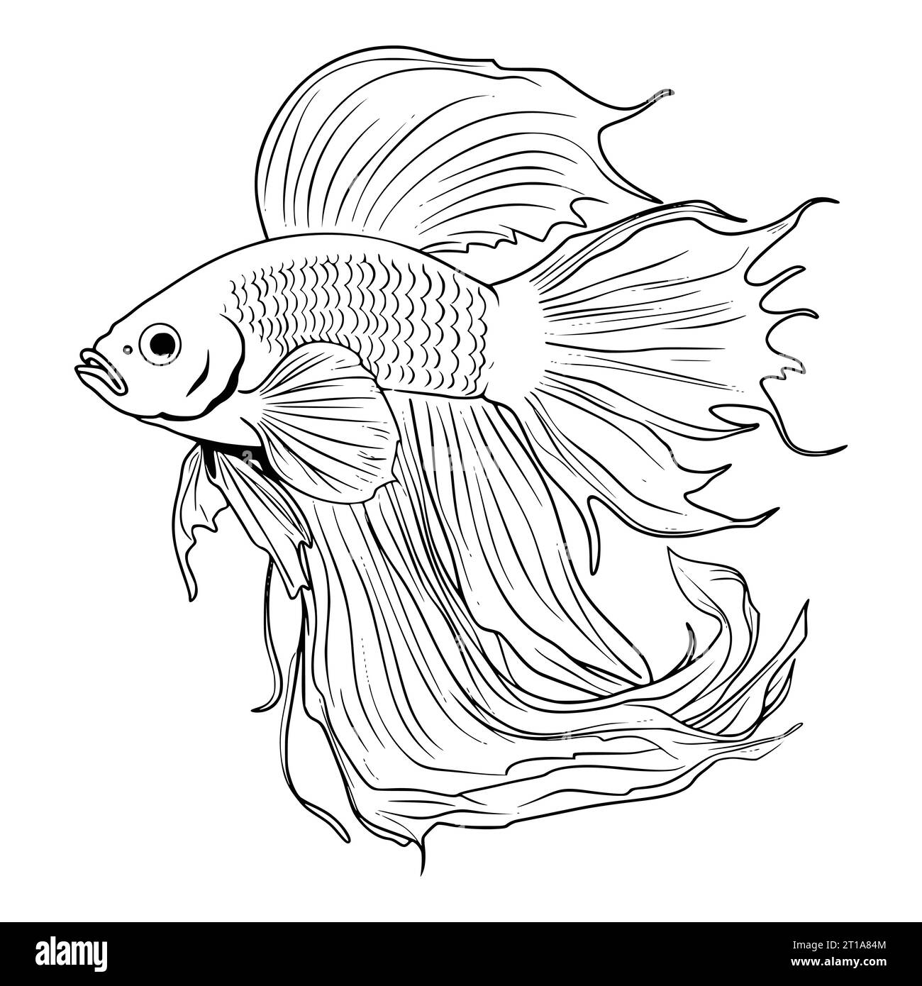 Fish Coloring Pages Free Printable Hi res Stock Photography And Images Alamy
