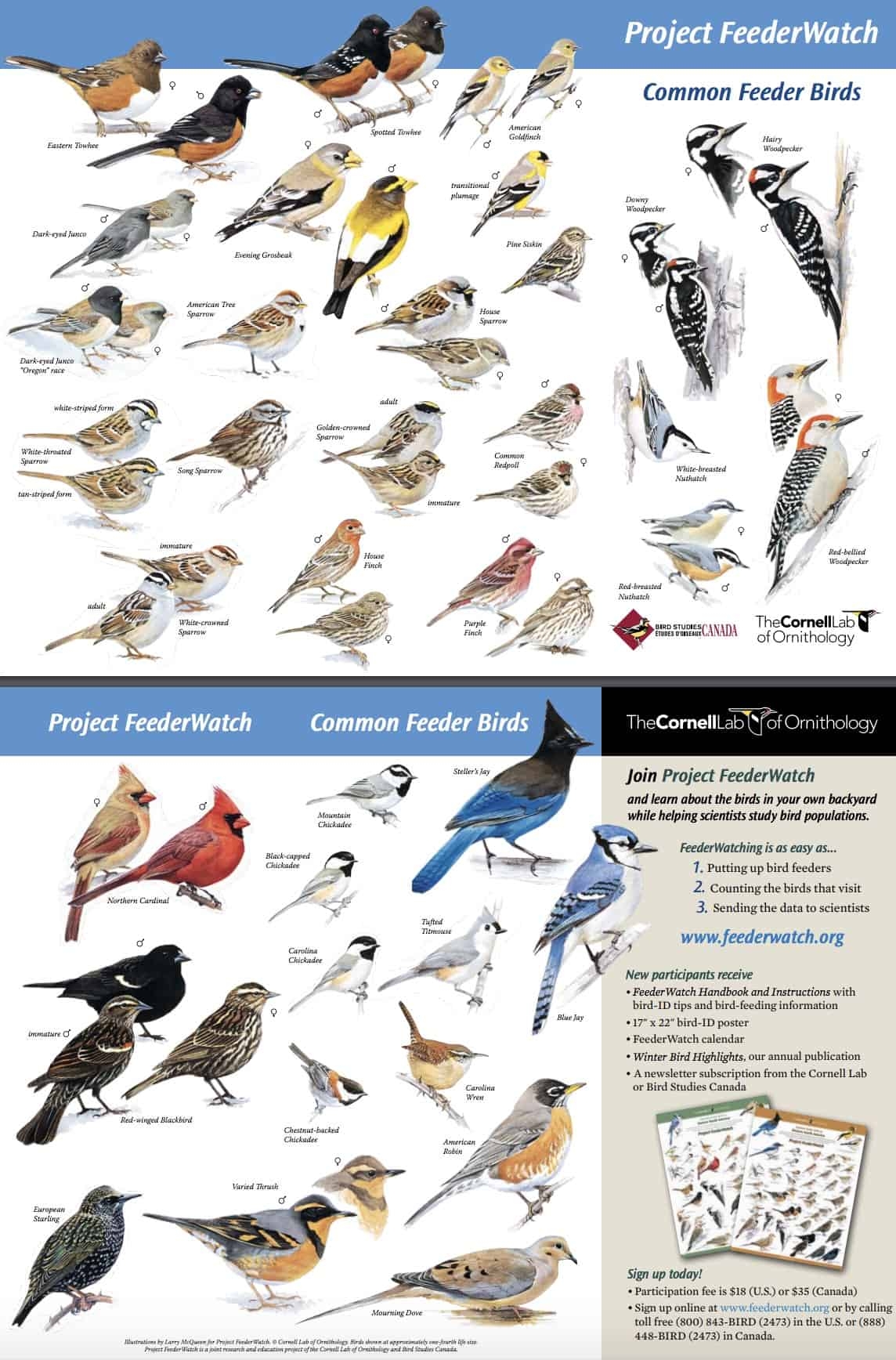 Free Bird Printables