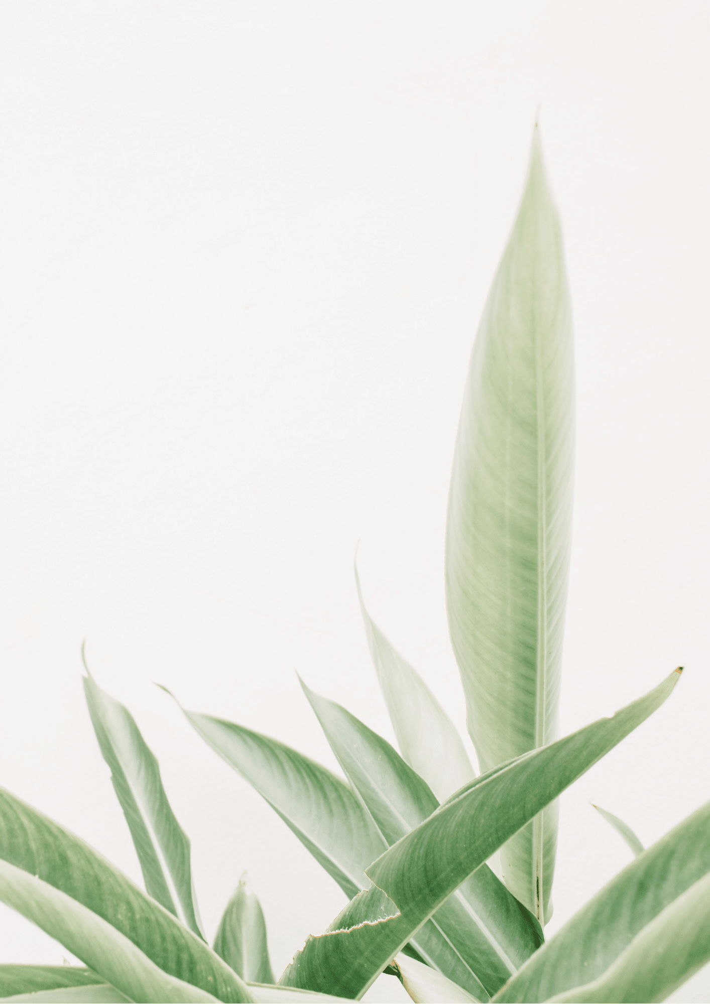 Free Printable Succulent Art