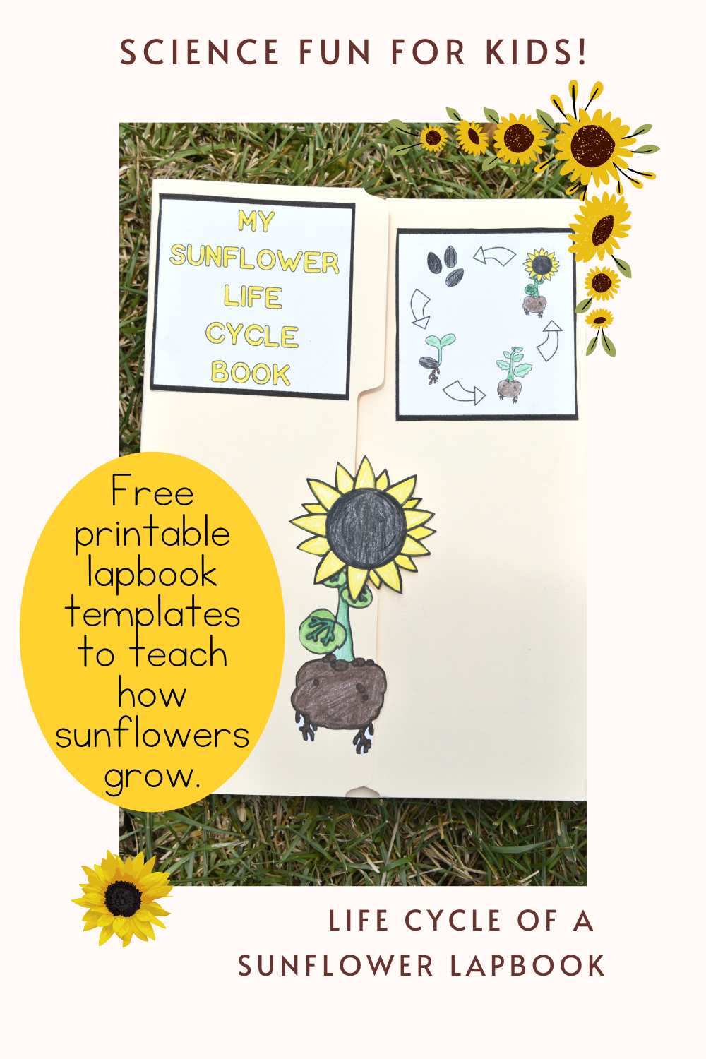 Life Cycle Of A Sunflower Printable Lapbook Templates