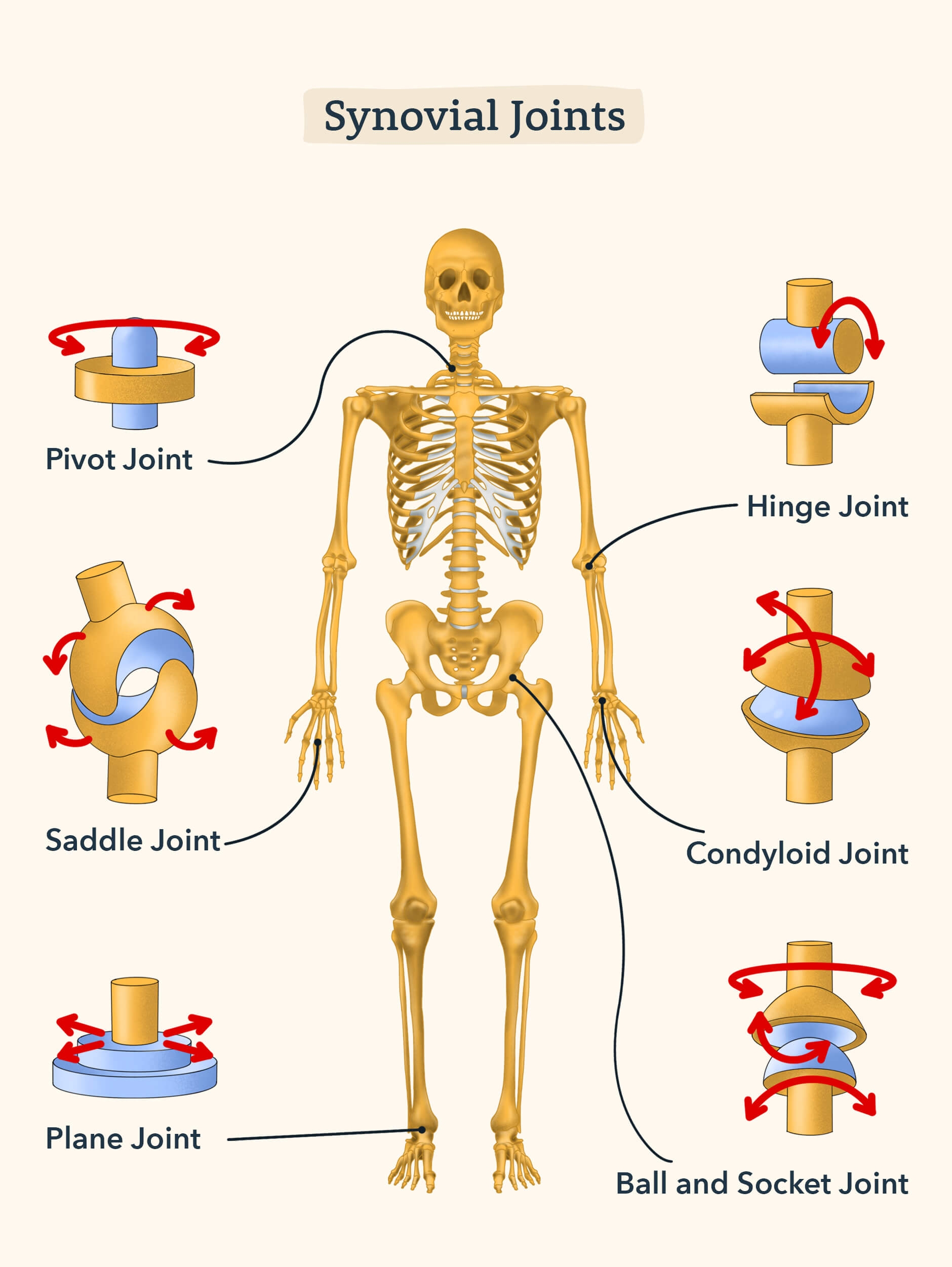 Score High On The HESI A2 Anatomy And Physiology Exam Section