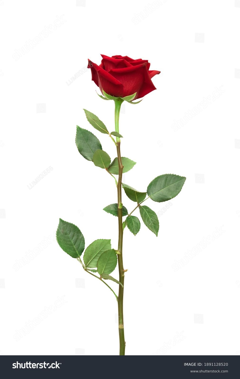 Single Rose Stem Royalty Free Images Stock Photos Pictures Shutterstock